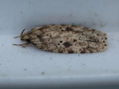 Agonopterix canadensis