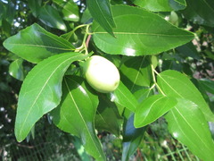 Ziziphus jujuba