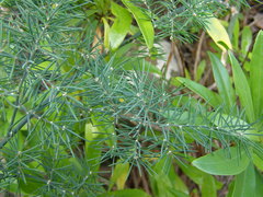 Asparagus umbellatus image