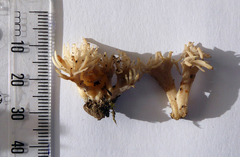 Clavulina cristata var. zealandica image