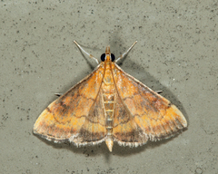 Pyrausta rubricalis
