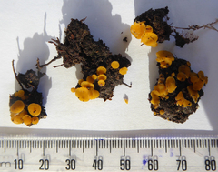 Phaeohelotium undulatum