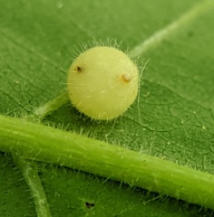 Caryomyia cilidolium