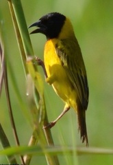 Ploceus melanocephalus