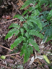 Adiantum fulvum