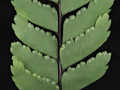 Adiantum fulvum