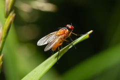 Achanthiptera rohrelliformis