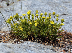 Ivesia pygmaea