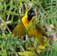 Ploceus melanocephalus