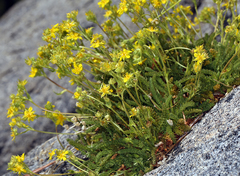 Ivesia pygmaea