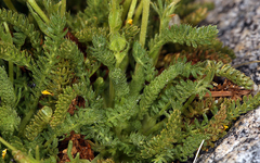 Ivesia pygmaea