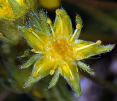 Ivesia pygmaea