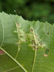 Pseudomicrostroma juglandis