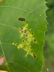 Pseudomicrostroma juglandis