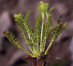 Ivesia pygmaea