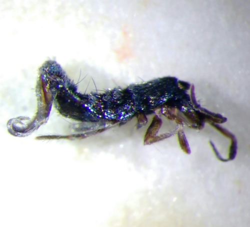 Tomocerus vulgaris