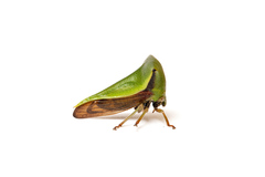 Membracidae