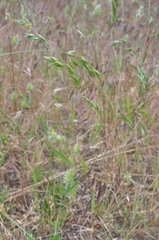 Bromus commutatus