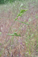 Bromus commutatus