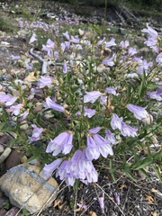 Penstemon lyallii