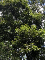 Cryptocarya chinensis