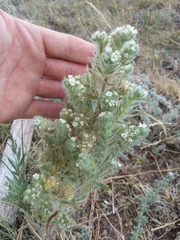Oreocarya suffruticosa