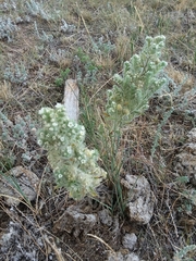 Oreocarya suffruticosa