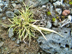 Deschampsia antarctica