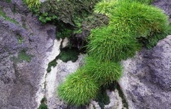Deschampsia antarctica