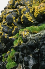 Deschampsia antarctica