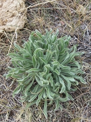 Oreocarya suffruticosa