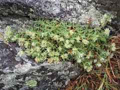 Paronychia argyrocoma