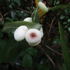 Exobasidium vaccinii