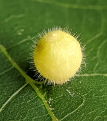 Caryomyia cilidolium