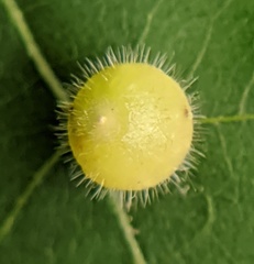 Caryomyia cilidolium