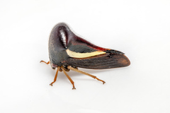 Membracidae