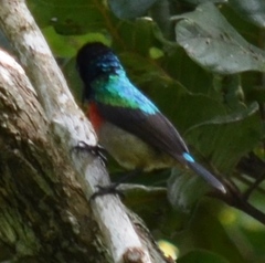 Cinnyris chloropygius