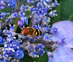 Syrphus knabi