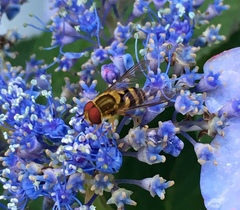 Syrphus knabi