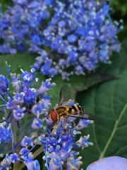 Syrphus knabi