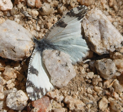 Desert Marble photo 6