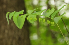 Polygonatum