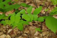 Polygonatum
