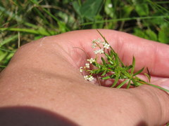 Galium asprellum