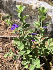 Scutellaria potosina
