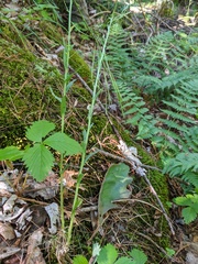 Boechera grahamii