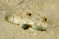 Signigobius biocellatus