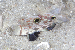 Signigobius biocellatus