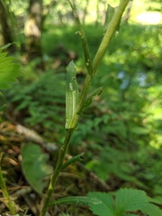 Boechera grahamii