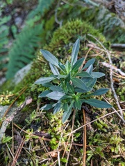 Boechera grahamii